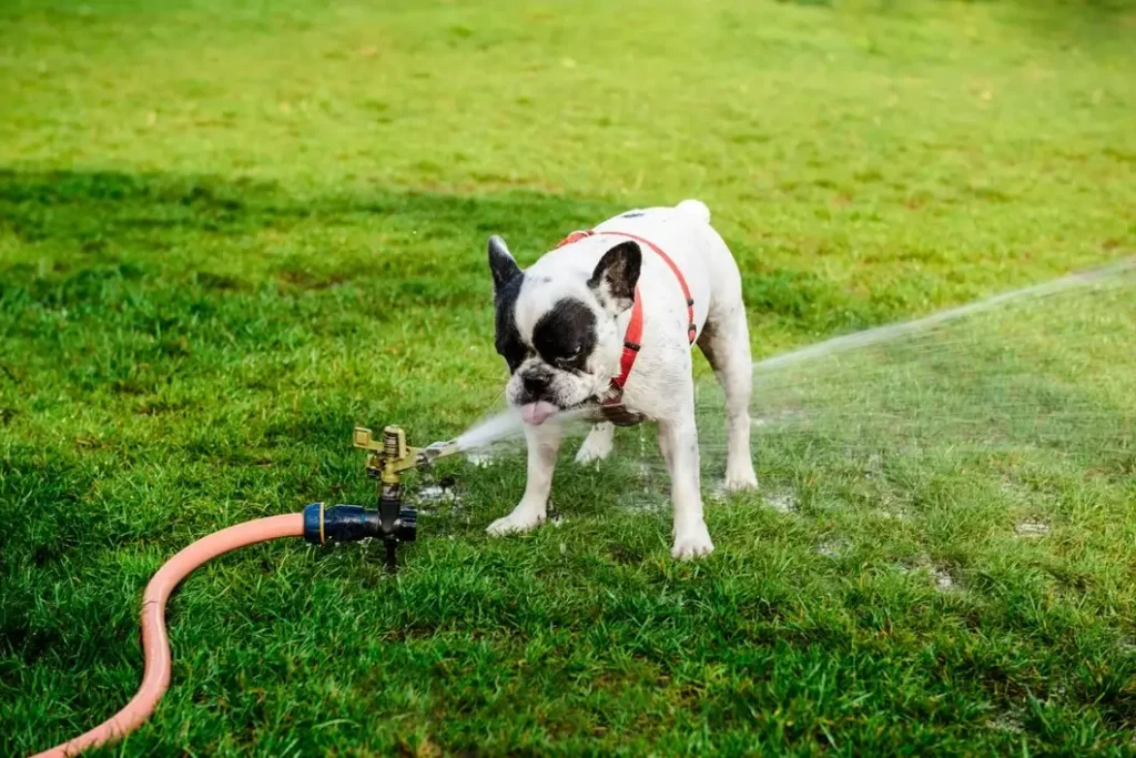 Can Dogs Drink Well Water