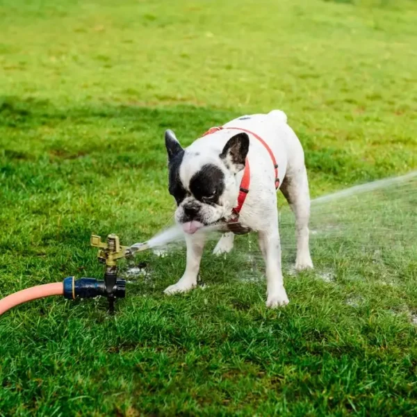 Can Dogs Drink Well Water